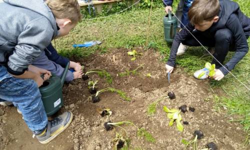 Ackerdemie – Erste Pflanzung 🌱🥕