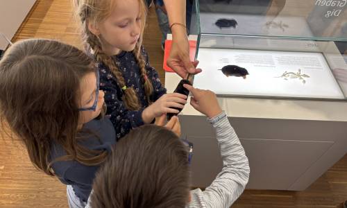 Tricksen – Tarnen – Täuschen