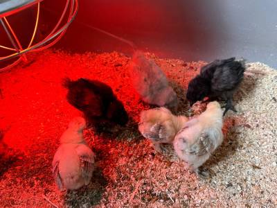 Vom Ei zum Huhn